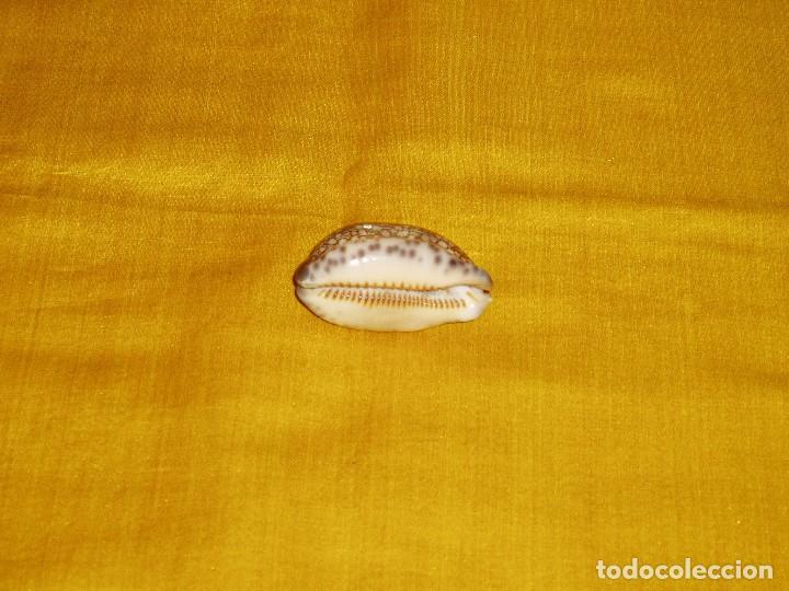 Coleccionismo de moluscos: Concha marina Cypraea - Foto 3