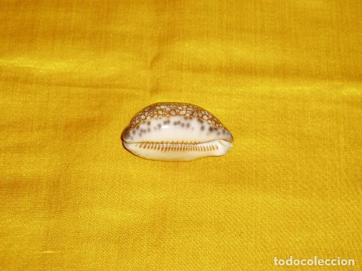 Coleccionismo de moluscos: Concha marina Cypraea - Foto 4