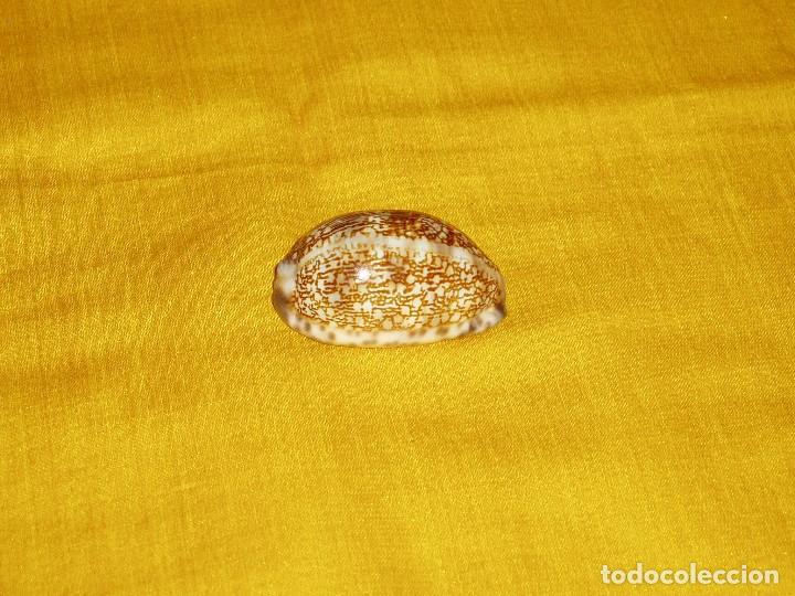 Coleccionismo de moluscos: Concha marina Cypraea - Foto 5