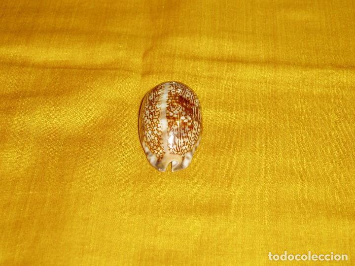 Coleccionismo de moluscos: Concha marina Cypraea - Foto 6