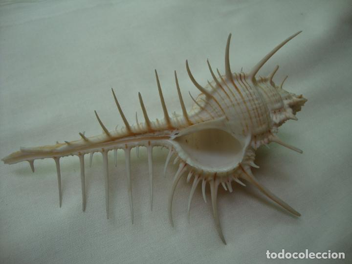 Coleccionismo de moluscos: caracola - Foto 2