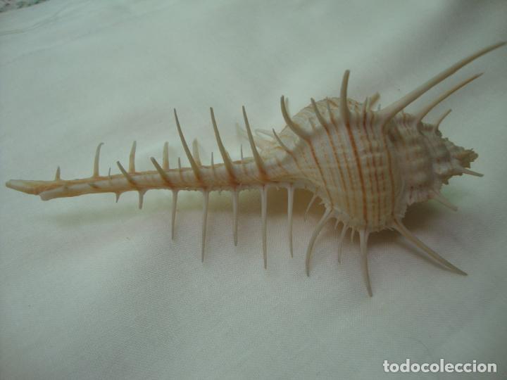 Coleccionismo de moluscos: caracola - Foto 1