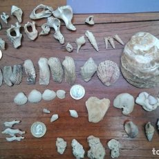 Coleccionismo de moluscos: DIVERSO, MALACOLOGIA (CARACOLAS, CONCHAS...). Lote 240507750