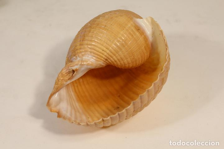 Coleccionismo de moluscos: CONCHA CARACOLA - Foto 2