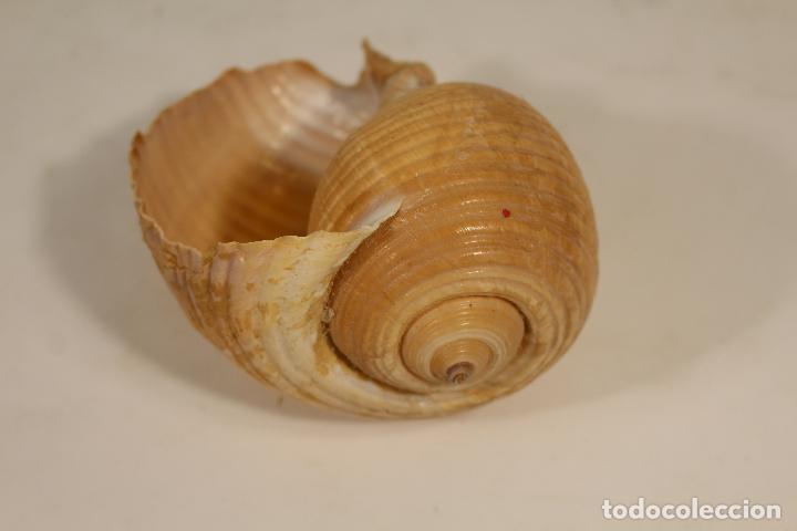 Coleccionismo de moluscos: CONCHA CARACOLA - Foto 3
