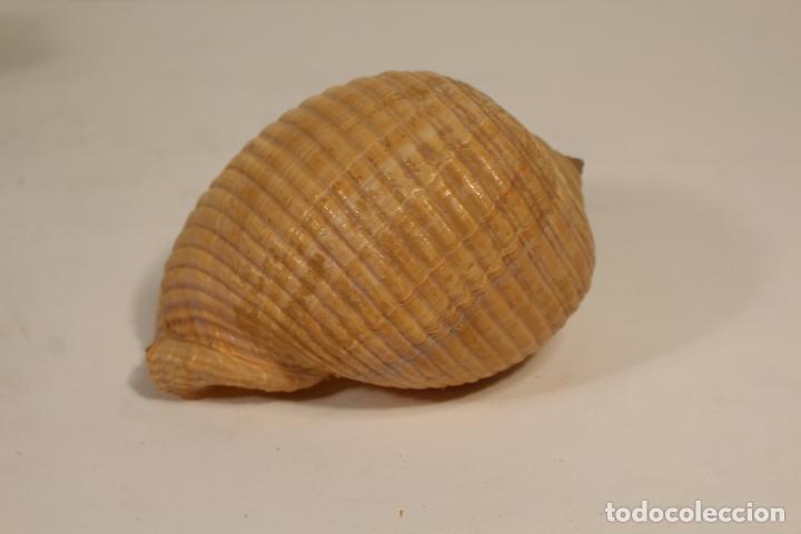 Coleccionismo de moluscos: CONCHA CARACOLA - Foto 4