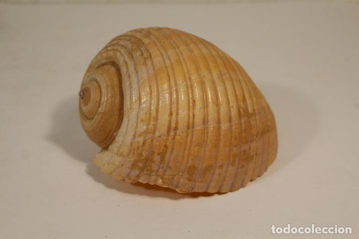 Coleccionismo de moluscos: CONCHA CARACOLA - Foto 1