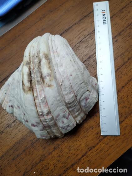 Coleccionismo de moluscos: concha marina - Foto 2