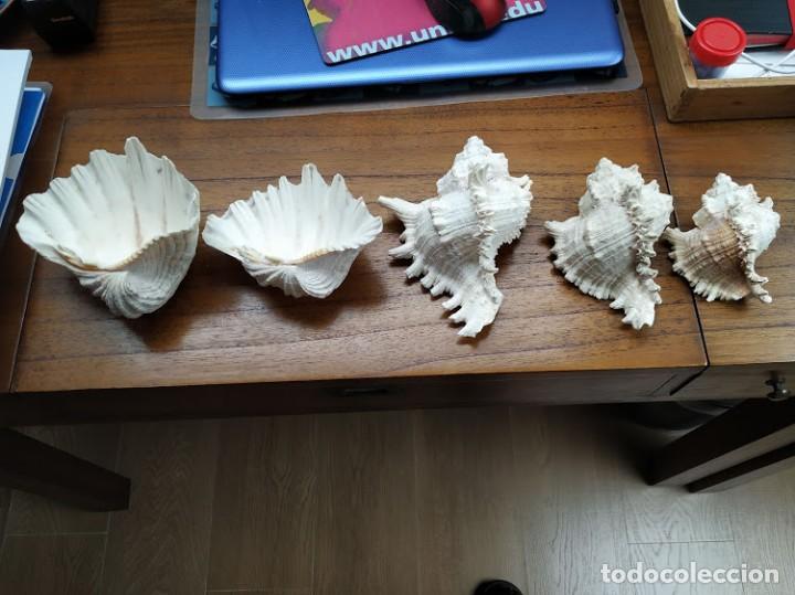 Coleccionismo de moluscos: concha marina lote - Foto 1