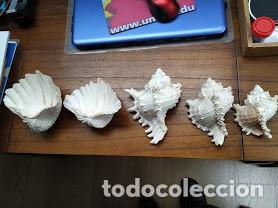 Coleccionismo de moluscos: concha marina lote - Foto 2