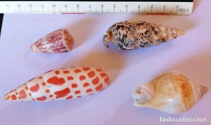 Coleccionismo de moluscos: 4 CARACOLAS - Foto 1