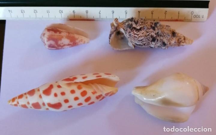 Coleccionismo de moluscos: 4 CARACOLAS - Foto 2
