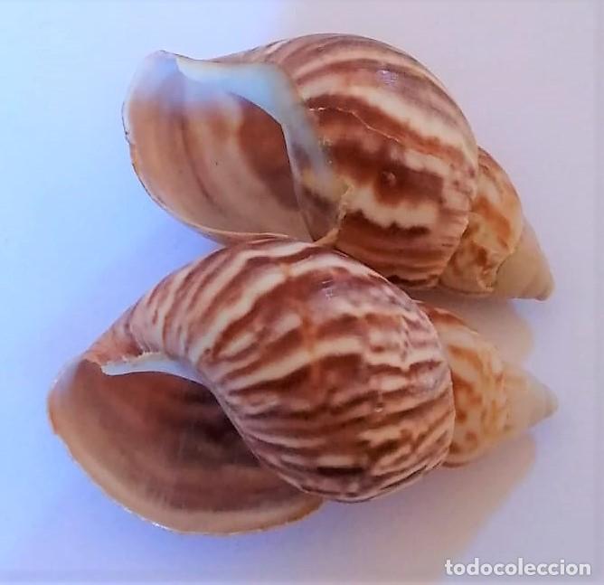 Coleccionismo de moluscos: 2 CARACOLAS - Foto 2
