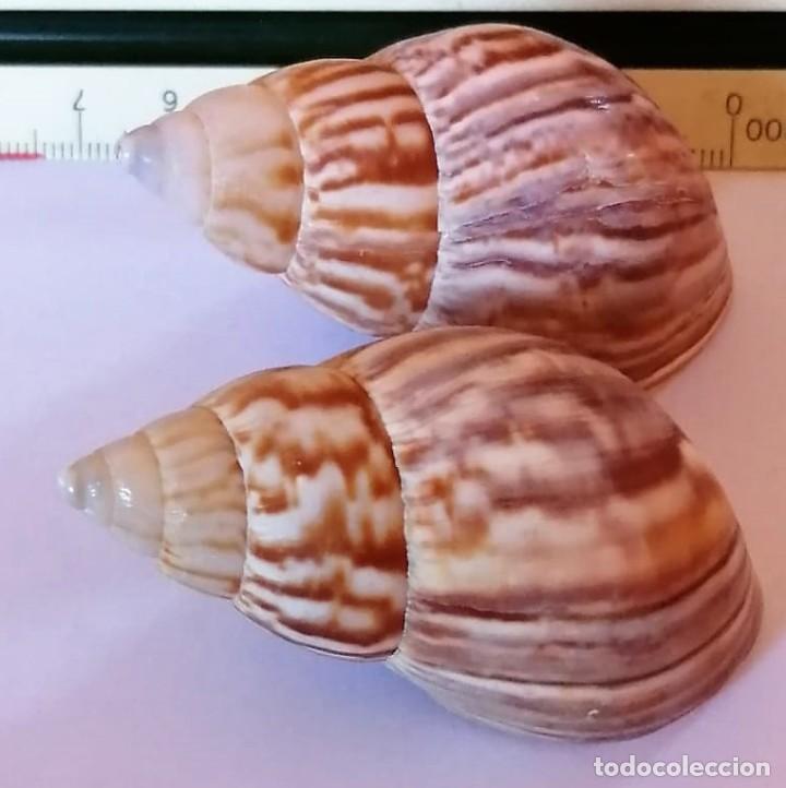 Coleccionismo de moluscos: 2 CARACOLAS - Foto 1