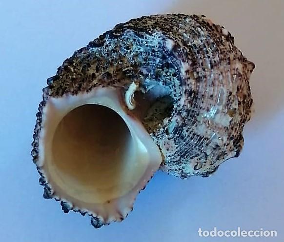Coleccionismo de moluscos: CARACOLA - Foto 2