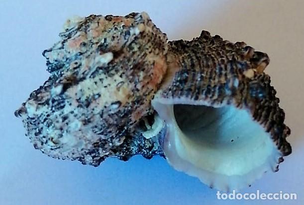Coleccionismo de moluscos: CARACOLA - Foto 3
