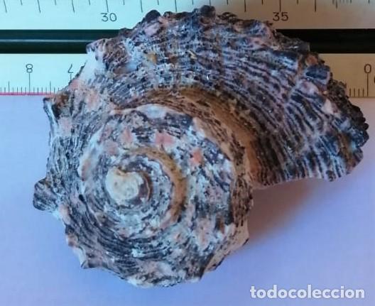 Coleccionismo de moluscos: CARACOLA - Foto 1