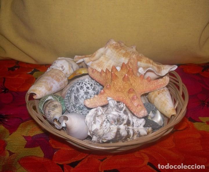 Coleccionismo de moluscos: CESTO CON CONCHAS MARINAS - Foto 2