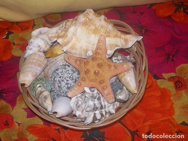 Coleccionismo de moluscos: CESTO CON CONCHAS MARINAS - Foto 3