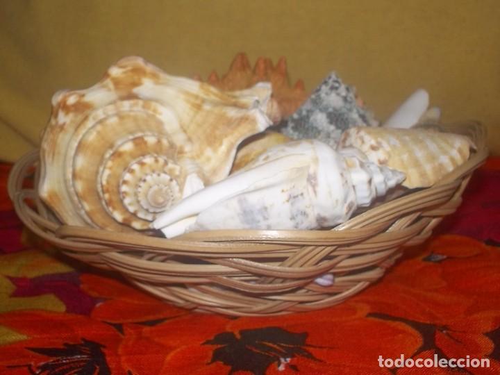 Coleccionismo de moluscos: CESTO CON CONCHAS MARINAS - Foto 4