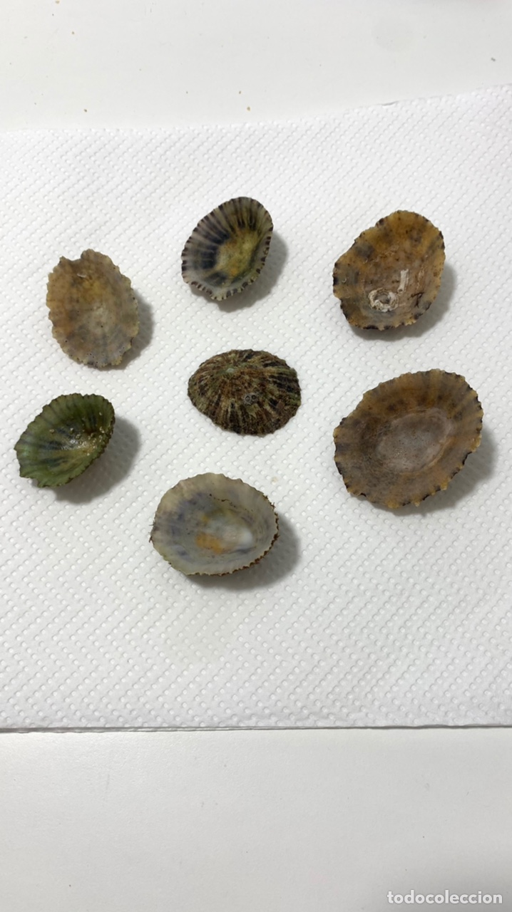 Coleccionismo de moluscos: Patella rusticae y patella caerulea (20 piezas) - Foto 2