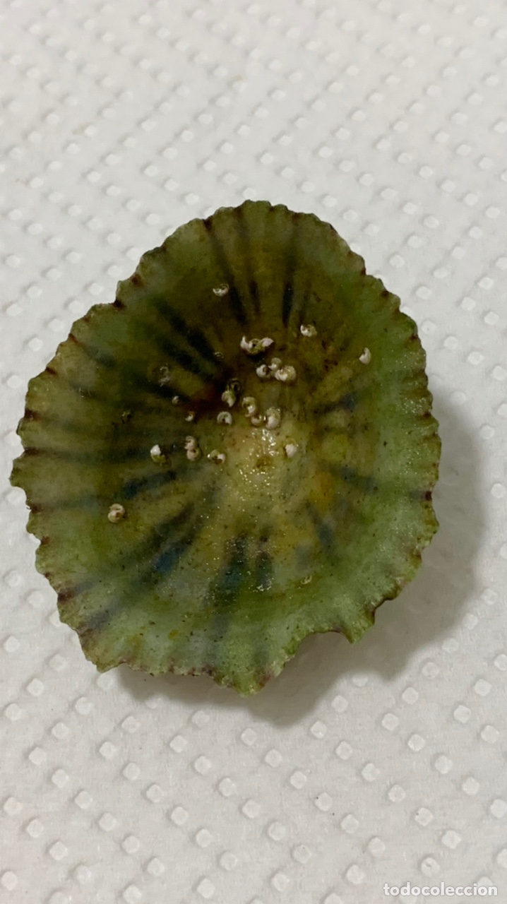 Coleccionismo de moluscos: Patella rusticae y patella caerulea (20 piezas) - Foto 4
