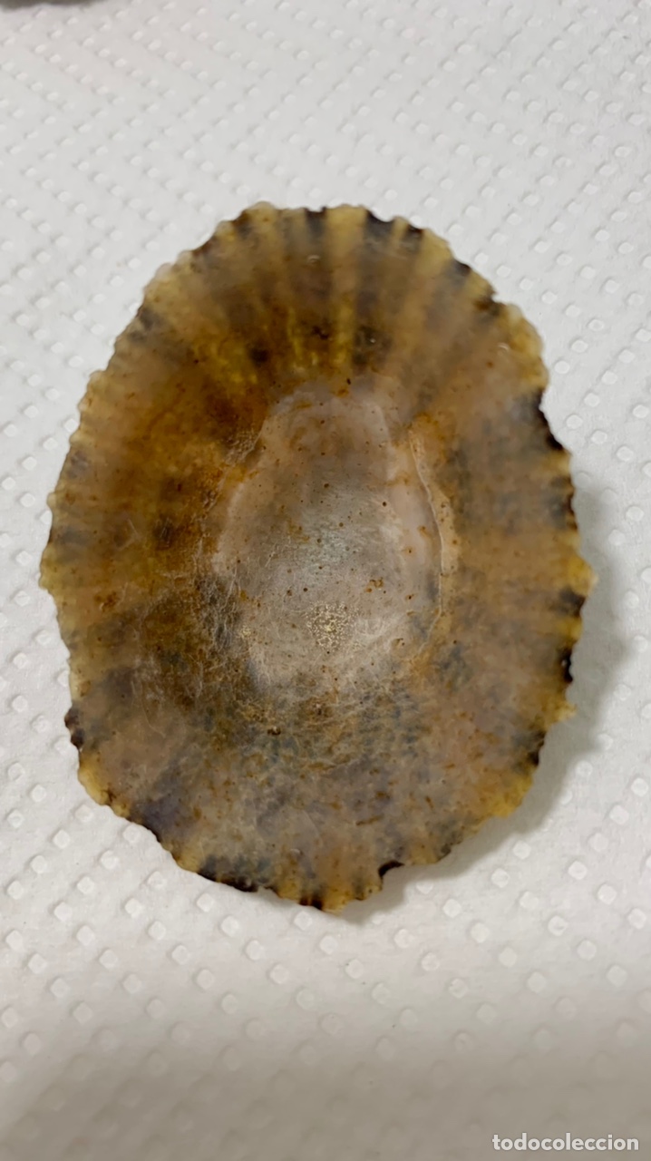 Coleccionismo de moluscos: Patella rusticae y patella caerulea (20 piezas) - Foto 5