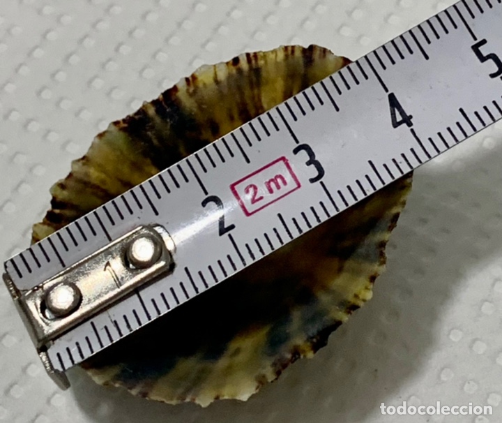 Coleccionismo de moluscos: Patella rusticae y patella caerulea (20 piezas) - Foto 6