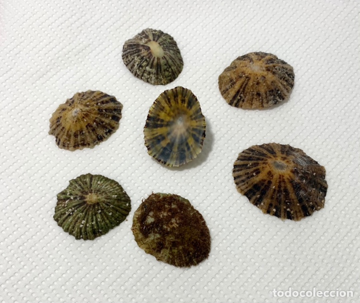 Coleccionismo de moluscos: Patella rusticae y patella caerulea (20 piezas) - Foto 1