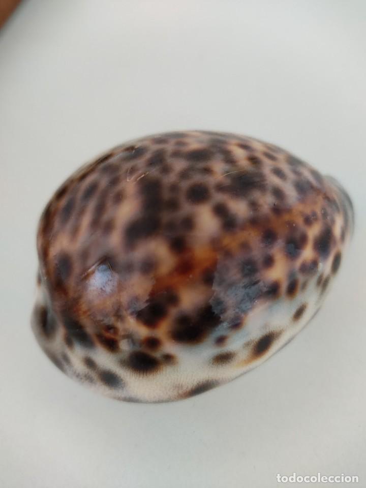 Coleccionismo de moluscos: Caracol cypraea tigris - Foto 1