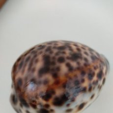 Coleccionismo de moluscos: CARACOL CYPRAEA TIGRIS