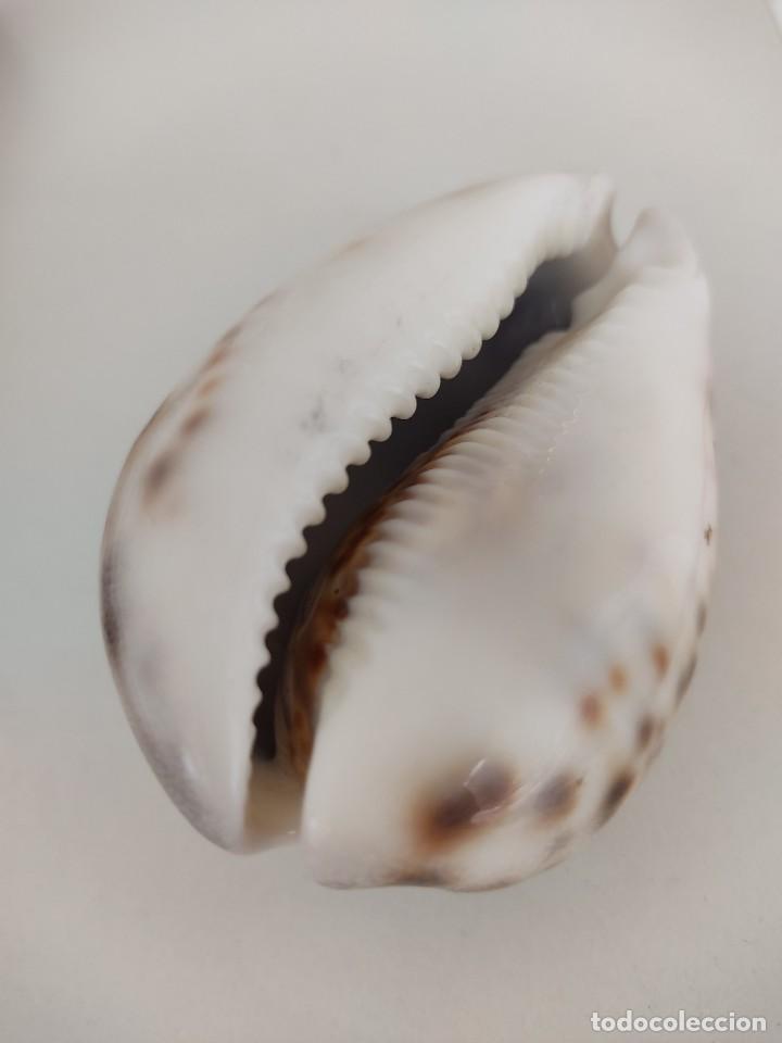 Coleccionismo de moluscos: Caracol cypraea tigris - Foto 2