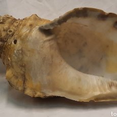 Coleccionismo de moluscos: CARACOLA MARINA DE GRAN TAMAÑO