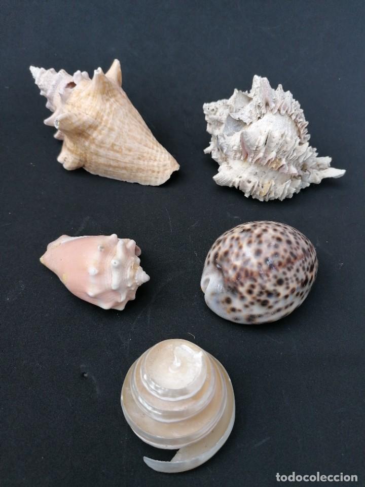 Coleccionismo de moluscos: Lote de 5 caracolas diferentes - Foto 1
