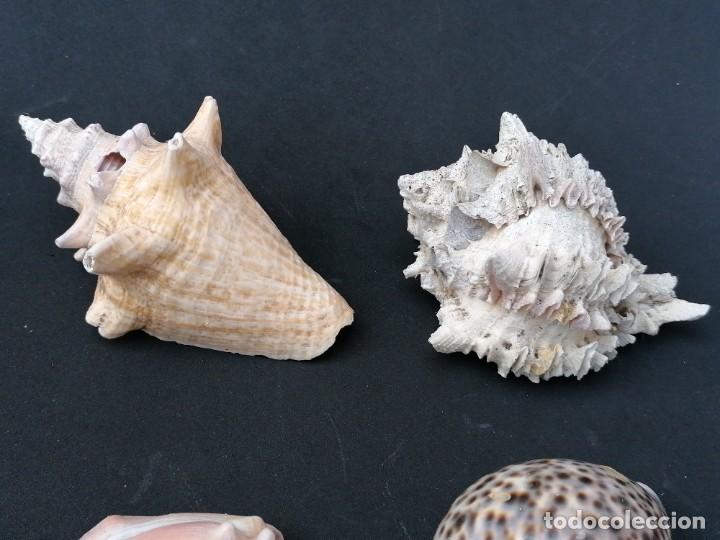 Coleccionismo de moluscos: Lote de 5 caracolas diferentes - Foto 2