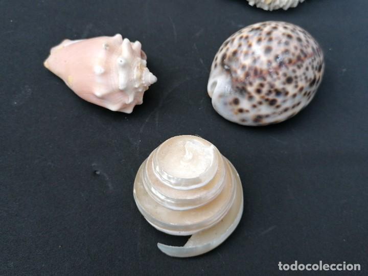Coleccionismo de moluscos: Lote de 5 caracolas diferentes - Foto 3