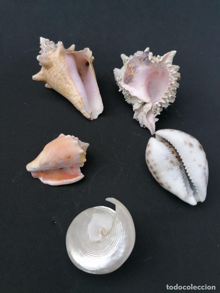 Coleccionismo de moluscos: Lote de 5 caracolas diferentes - Foto 4