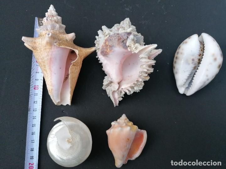 Coleccionismo de moluscos: Lote de 5 caracolas diferentes - Foto 5