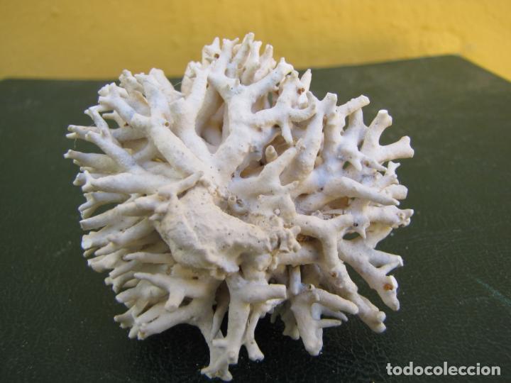 Coleccionismo de moluscos: 19.- Coral - Foto 2