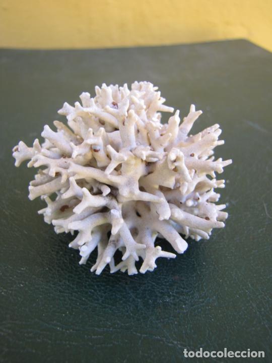Coleccionismo de moluscos: 19.- Coral - Foto 3