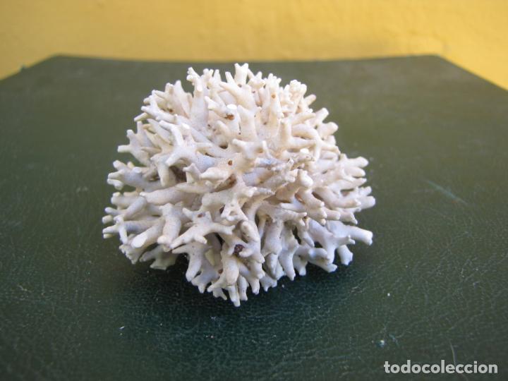 Coleccionismo de moluscos: 19.- Coral - Foto 1