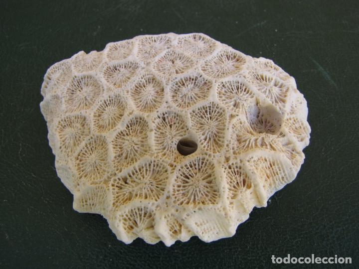 Coleccionismo de moluscos: 19.- Coral montastraea - Foto 2