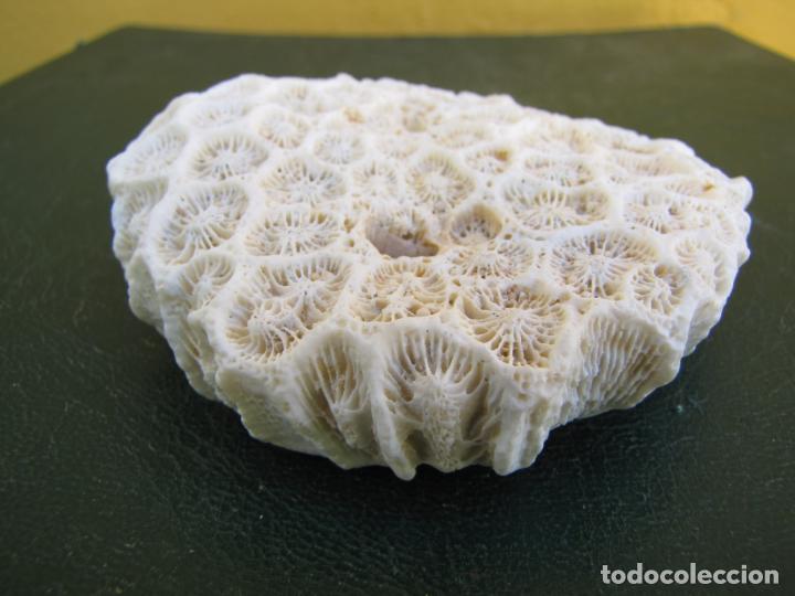 Coleccionismo de moluscos: 19.- Coral montastraea - Foto 3