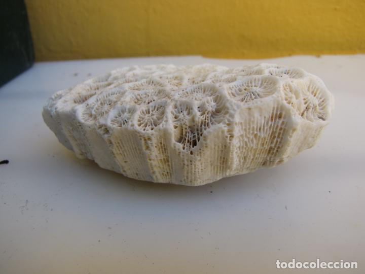 Coleccionismo de moluscos: 19.- Coral montastraea - Foto 4