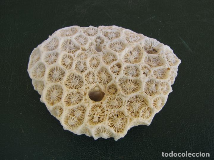 Coleccionismo de moluscos: 19.- Coral montastraea - Foto 1