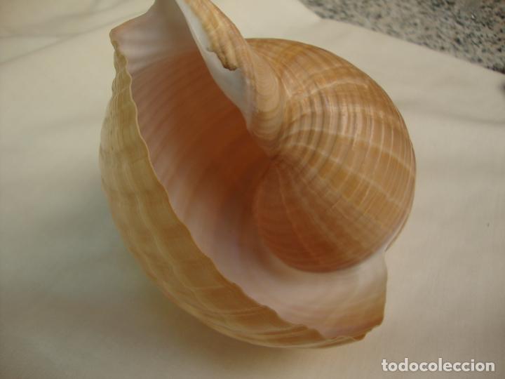 Coleccionismo de moluscos: caracola - Foto 2
