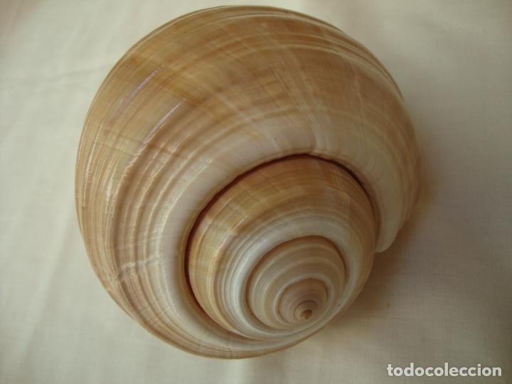 Coleccionismo de moluscos: caracola - Foto 3