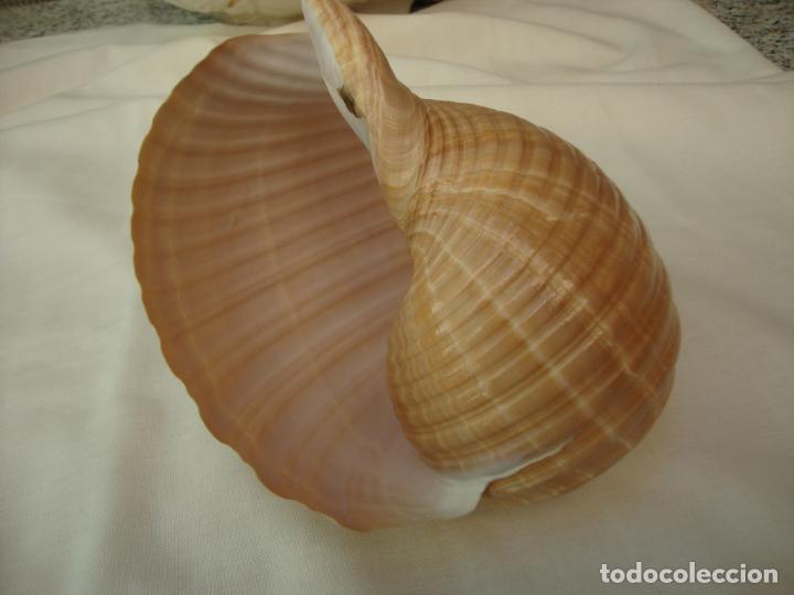Coleccionismo de moluscos: caracola - Foto 1
