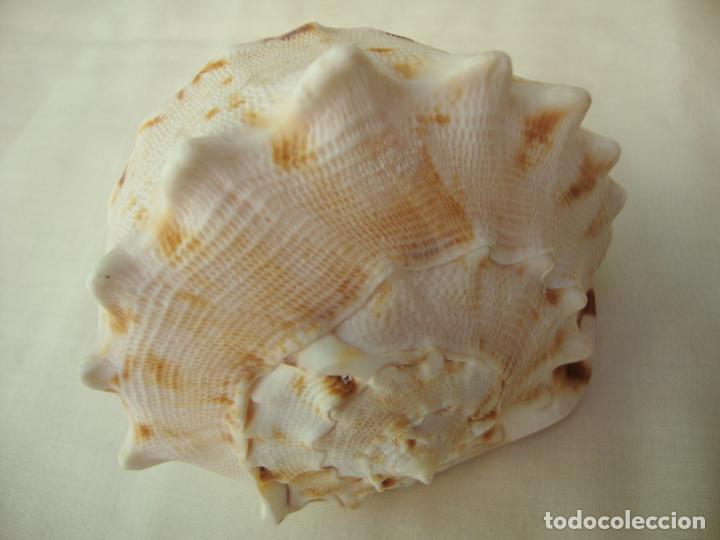 Coleccionismo de moluscos: caracola - Foto 2