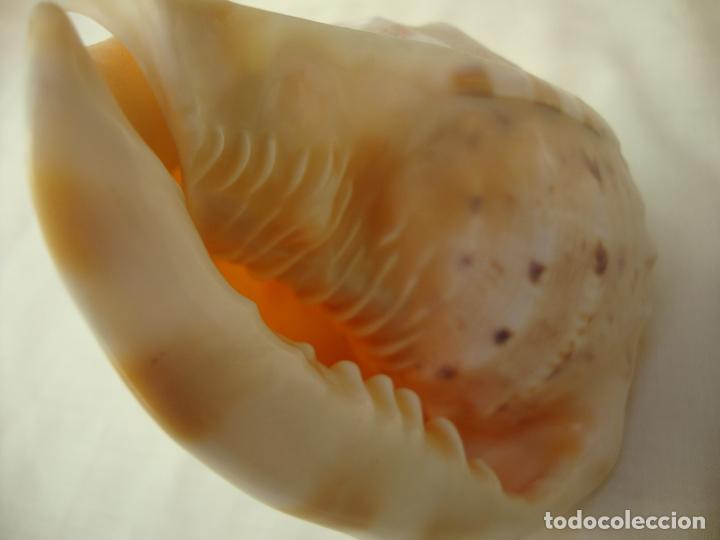 Coleccionismo de moluscos: caracola - Foto 3